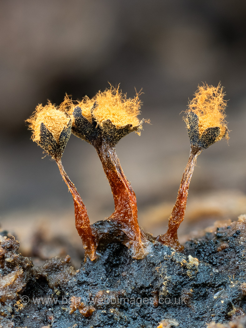 Photo by Barry Webb Metatrichia floriformis by Barry Webbenny Cullington